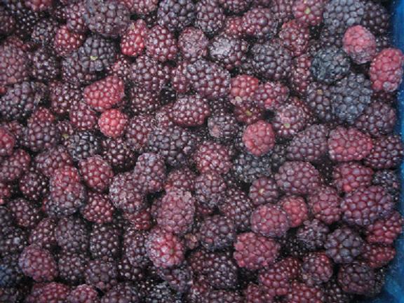 Frozen blackberry