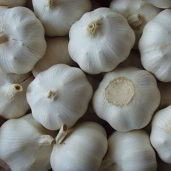 Fresh Garlic
