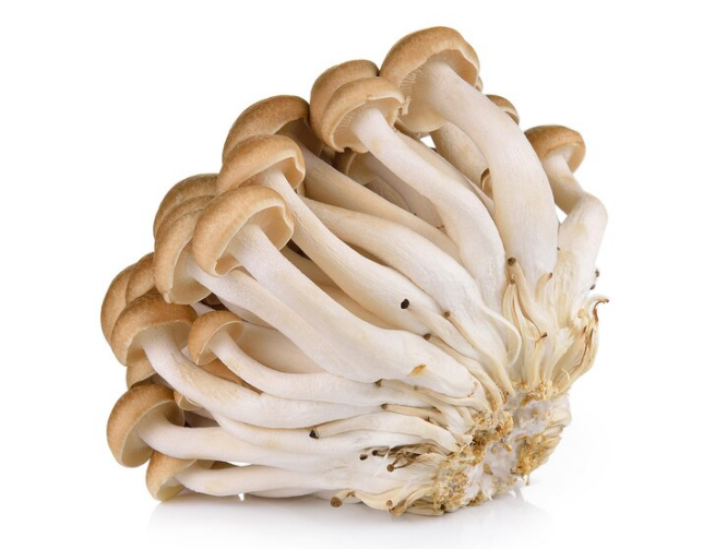 Hypsizygus marmoreus